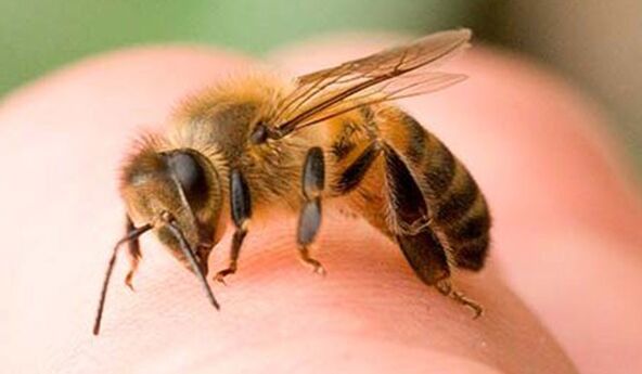Picadas de abelha - uma forma extrema de aumentar o falo