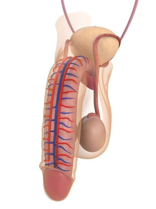 a estrutura do pênis e seu alongamento para aumentar